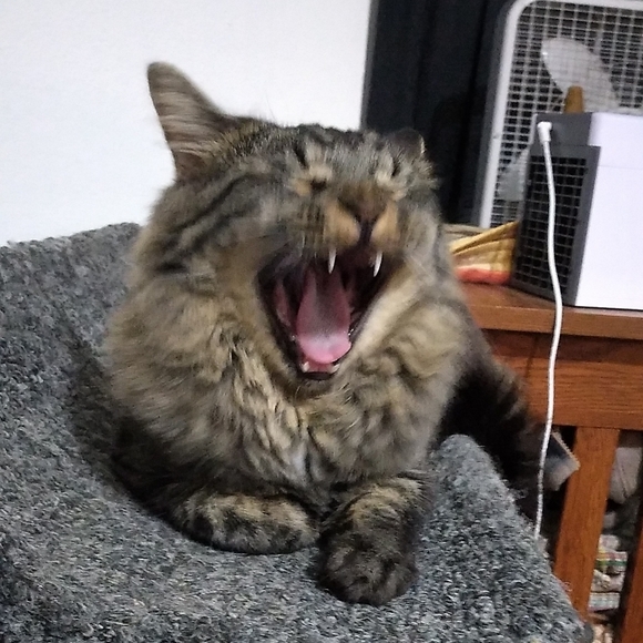 Other - BOGO! All items 15$ or less!